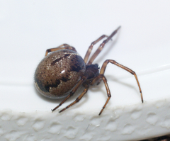 Enoplognatha marmorata