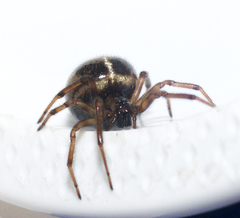 Enoplognatha marmorata