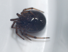 Enoplognatha marmorata