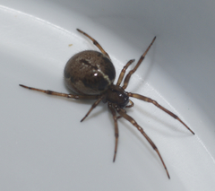 Enoplognatha marmorata