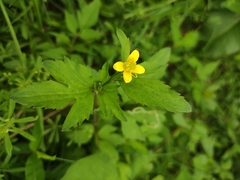 Ranunculus chinensis