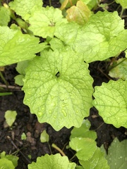 Alliaria petiolata