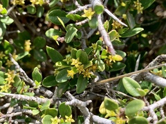 Rhamnus myrtifolia