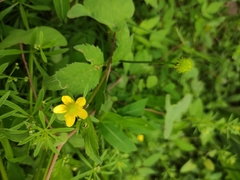 Ranunculus chinensis