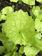 Alliaria petiolata