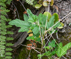 Fuertesimalva limensis