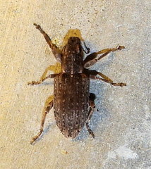 Sitona californius