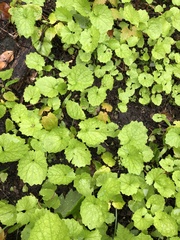 Alliaria petiolata