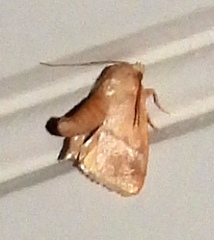 Apoda latomia