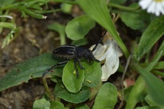 Dorcadion fuliginator