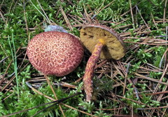 Suillus spraguei image