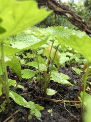 Alliaria petiolata