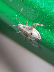 Heteroptera