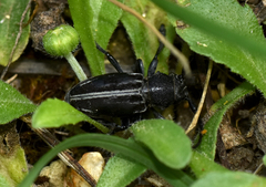 Dorcadion fuliginator