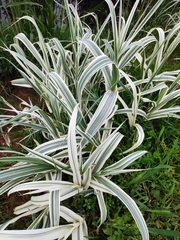 Arundo donax versicolor