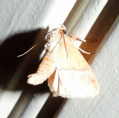 Apoda latomia