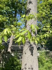 Carya