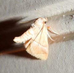 Apoda latomia