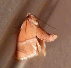 Apoda latomia