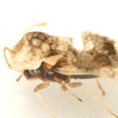 Corythucha celtidis mississippiensis