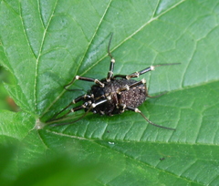 Egaenus convexus