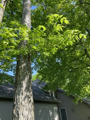 Carya