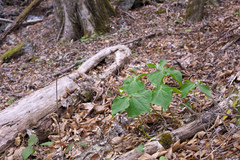 Trillium tschonoskii