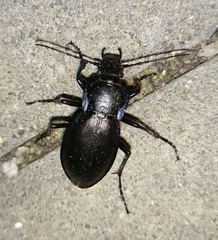Carabus scheidleri