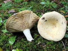 Lactarius zonarius riparius