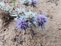 Eryngium diffusum