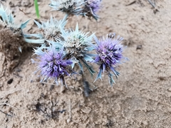 Eryngium diffusum