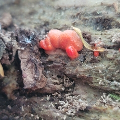 Lycogala epidendrum
