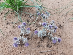 Eryngium diffusum