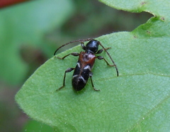 Phymatodes alni
