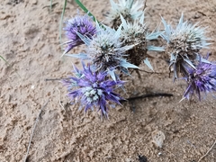 Eryngium diffusum