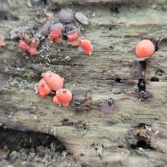 Lycogala epidendrum