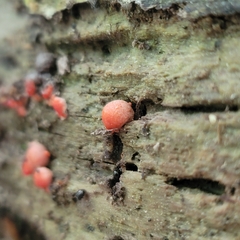 Lycogala epidendrum