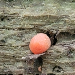 Lycogala epidendrum