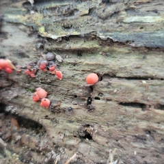 Lycogala epidendrum