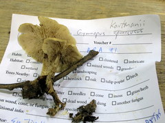 Gymnopus kauffmanii image