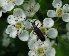 Anoplodera rufipes