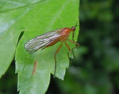 Empis stercorea