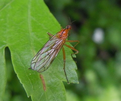 Empis stercorea