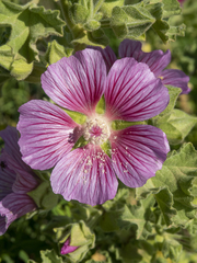Malva lusitanica