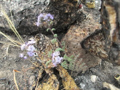 Phacelia floribunda
