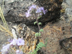 Phacelia floribunda