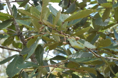 Quercus peduncularis