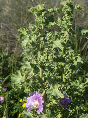 Malva lusitanica
