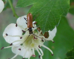 Stenhomalus bicolor