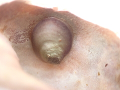 Crepidula plana